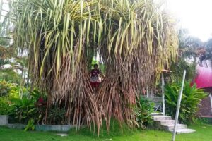 Ayahuasca, Sachamama Amazon Center of Traditional Medicin in Peru