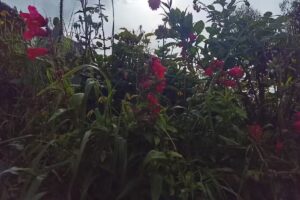 Camping Posada del Inca