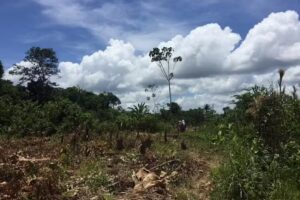 Chanchin Corporation – Peru