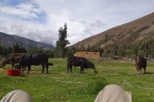 CP VIÑAS – WASWASCUCHO