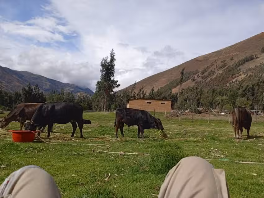 CP VIÑAS – WASWASCUCHO