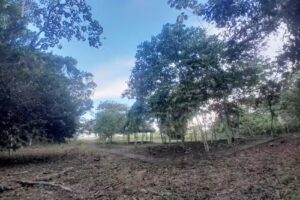 CUEVA DE SAN FRANCISCO