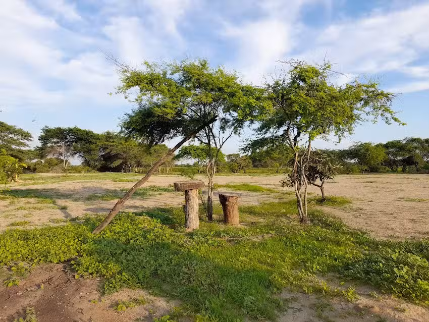 Finca Yauce P