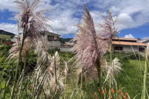 Hospedaje Casa Antigua