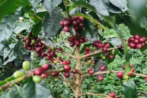 Hospedaje Chacra El Silencio