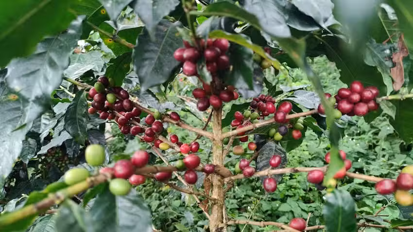 Hospedaje Chacra El Silencio