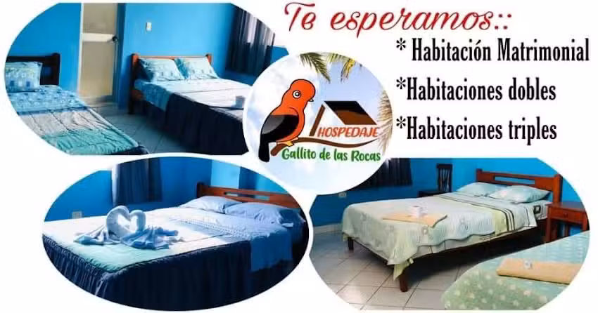 Hospedaje Gallito de las Rocas