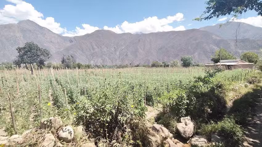 Huerta Chazan yuracoto