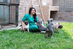 Pet island hotel para mascotas