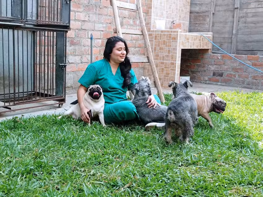 Pet island hotel para mascotas