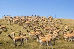 Suracnioc – Chaccu Ecoturistico Regional de la Vicuña